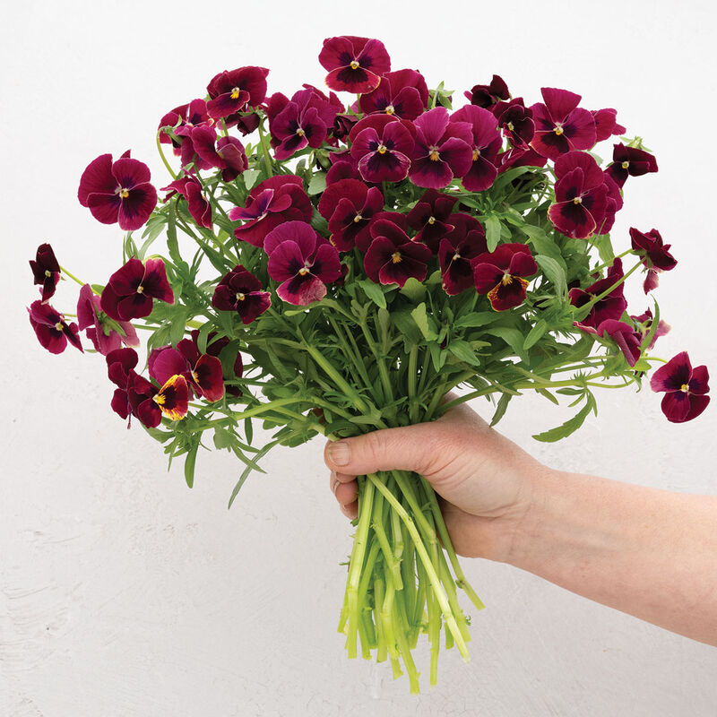 Penny™ Rose Blotch Viola (Pansy)