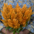 Sunday™ Gold Celosia