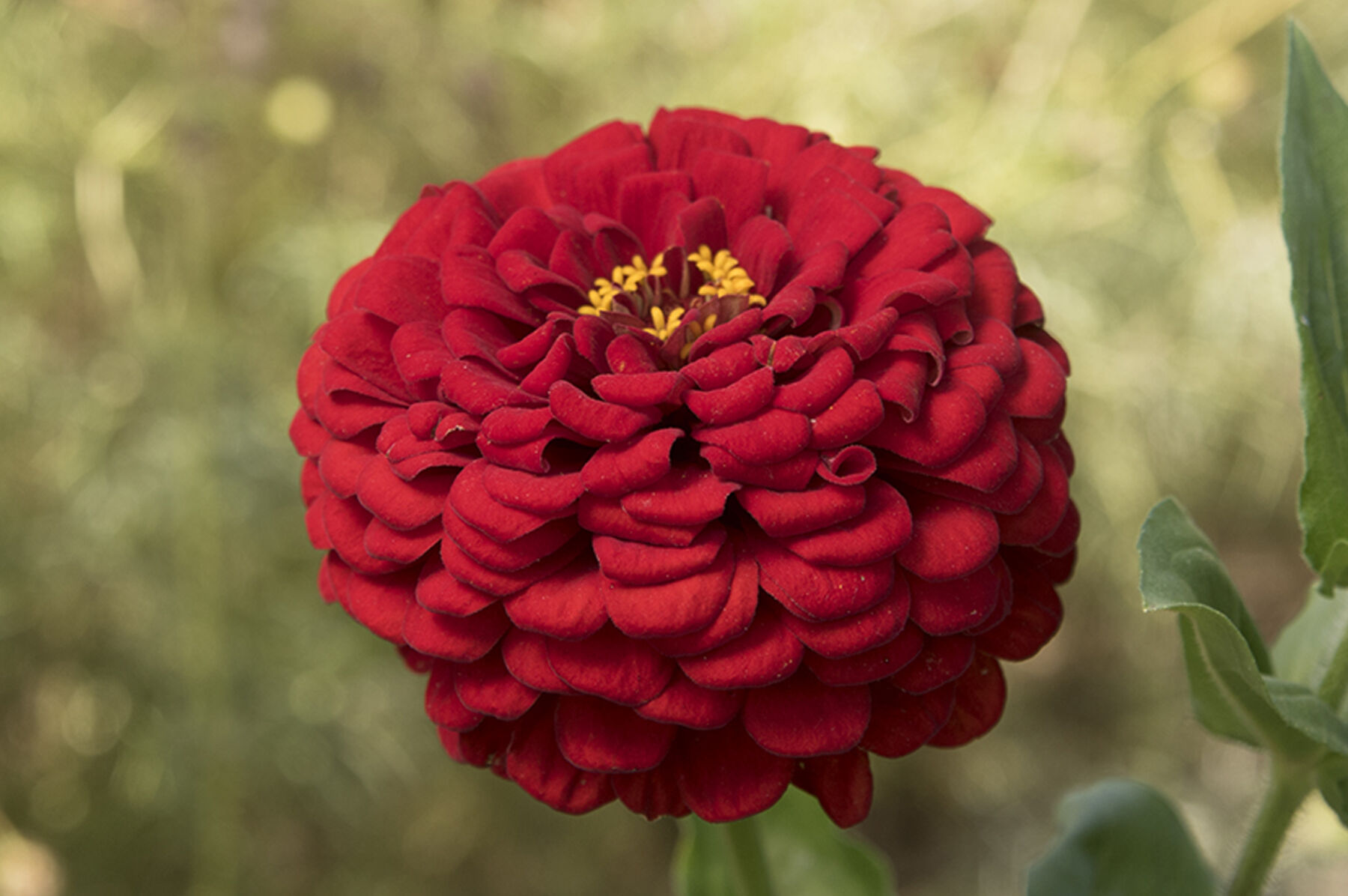 Giant Dahlia Flowered Scarlet Zinnia Seed Johnny's Selected Seeds