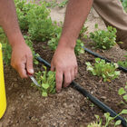 Claytonia Specialty Greens