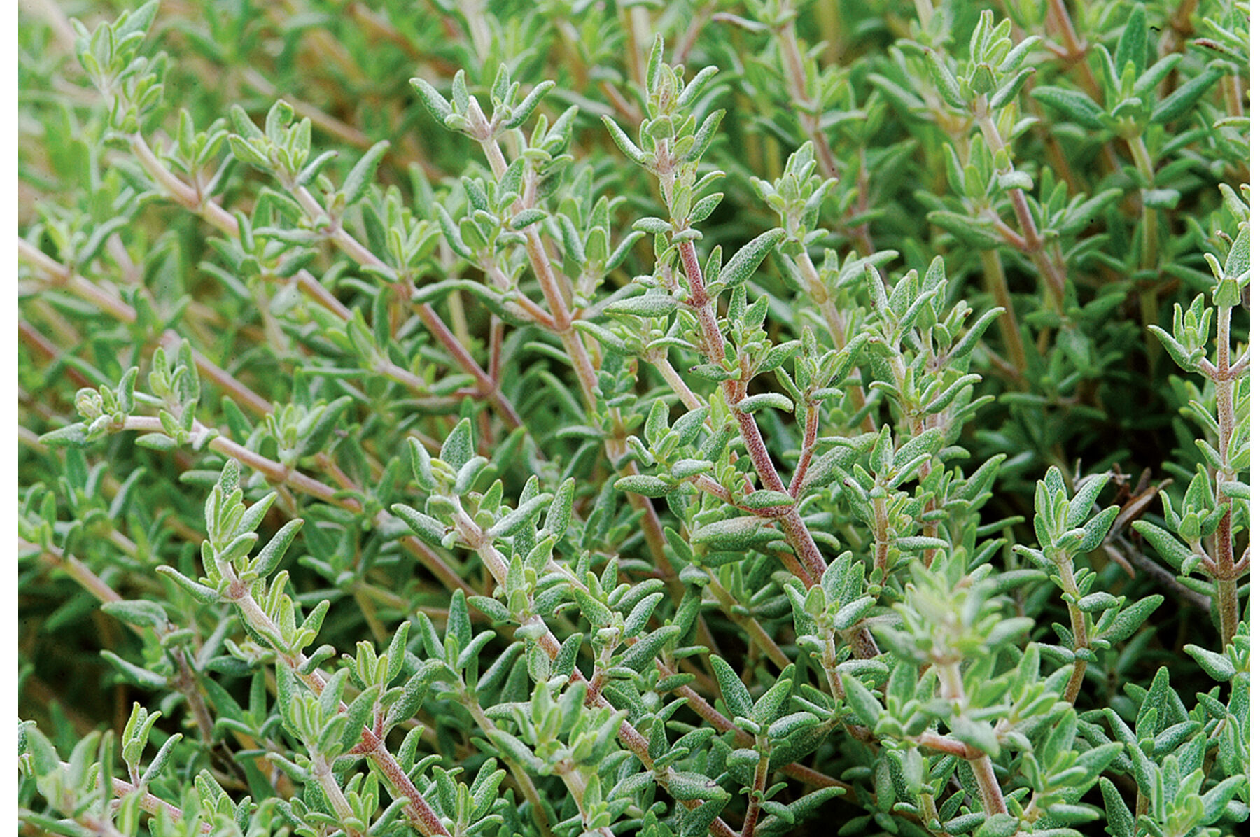 Thyme sales