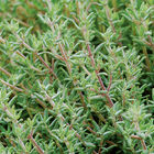 Orange Thyme Thyme