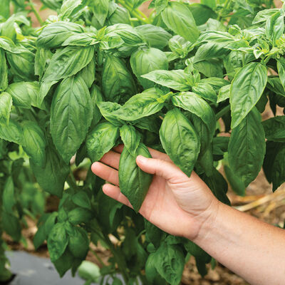 Prospera® DMR (CG1) Genovese Basil