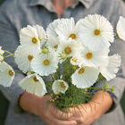 Cupcakes White Cosmos