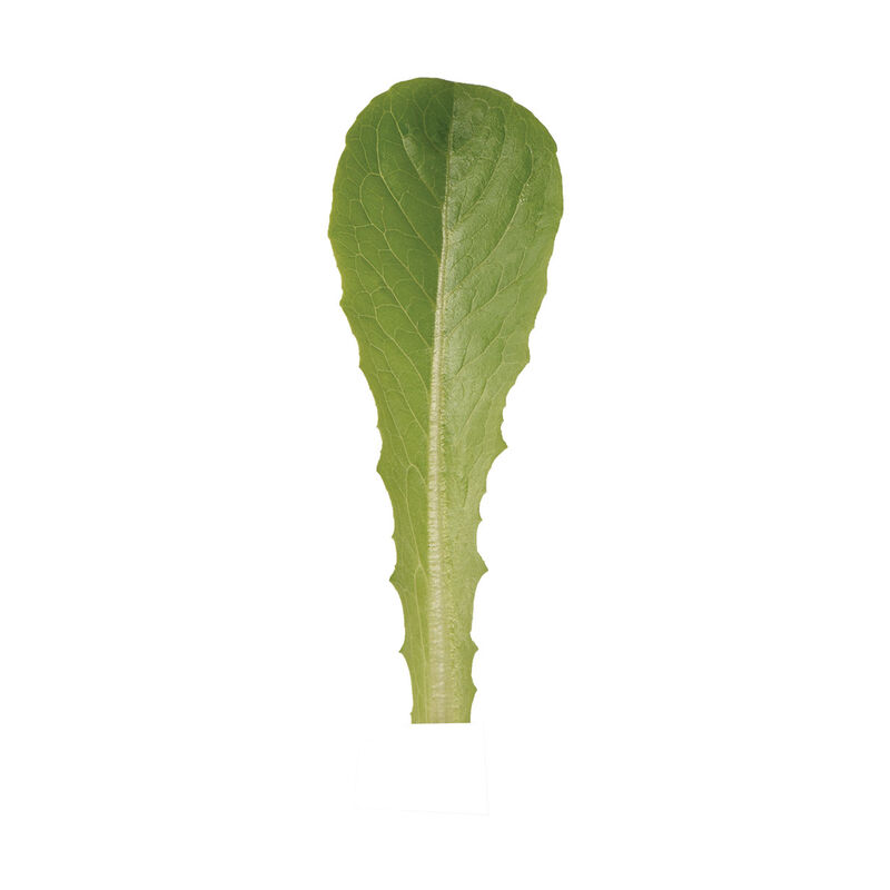 Pensacola Romaine Lettuce (Cos)