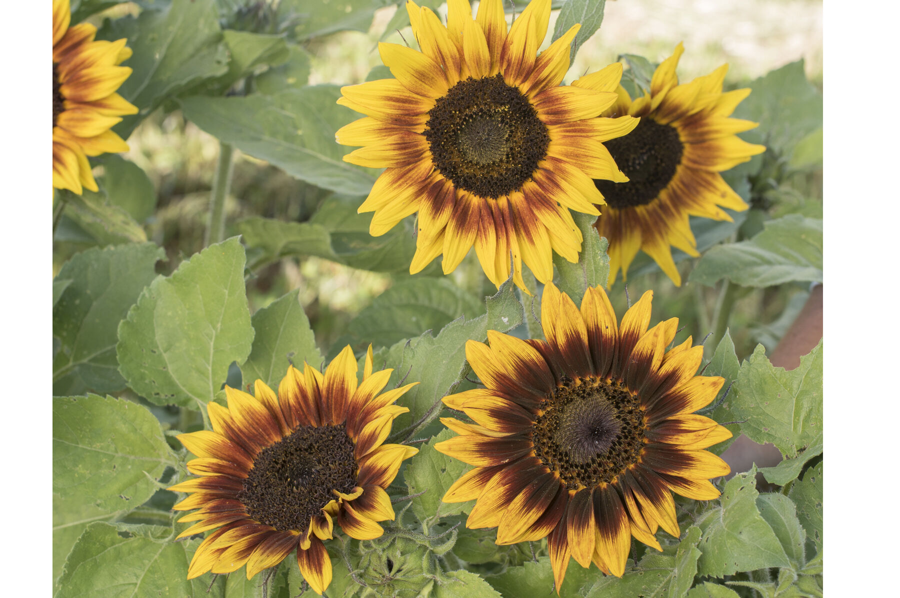 Ring of Fire Sunflower Seed Johnny s Selected Seeds