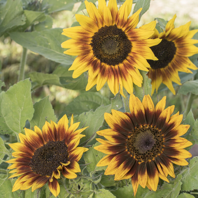 Sunflower Bush with 6 Flowers and 3 Buds