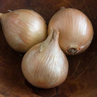 Ailsa Craig Exhibition Ailsa Craig Exhibition Full-Size Onions