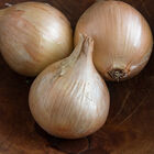 Ailsa Craig Full-Size Onions