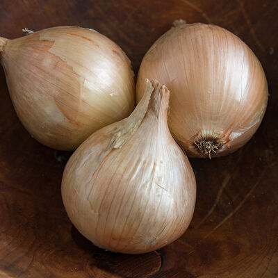 Ailsa Craig Exhibition Ailsa Craig Exhibition Full-Size Onions