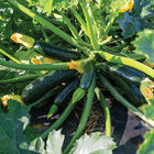 Maveric Summer Squash