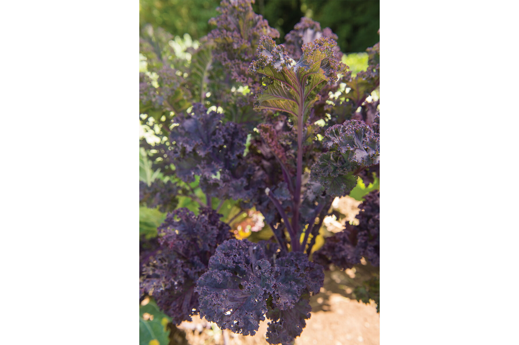 Scarlet Kale