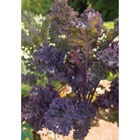 Scarlet Scarlet Kale