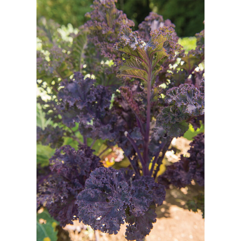 Scarlet Kale