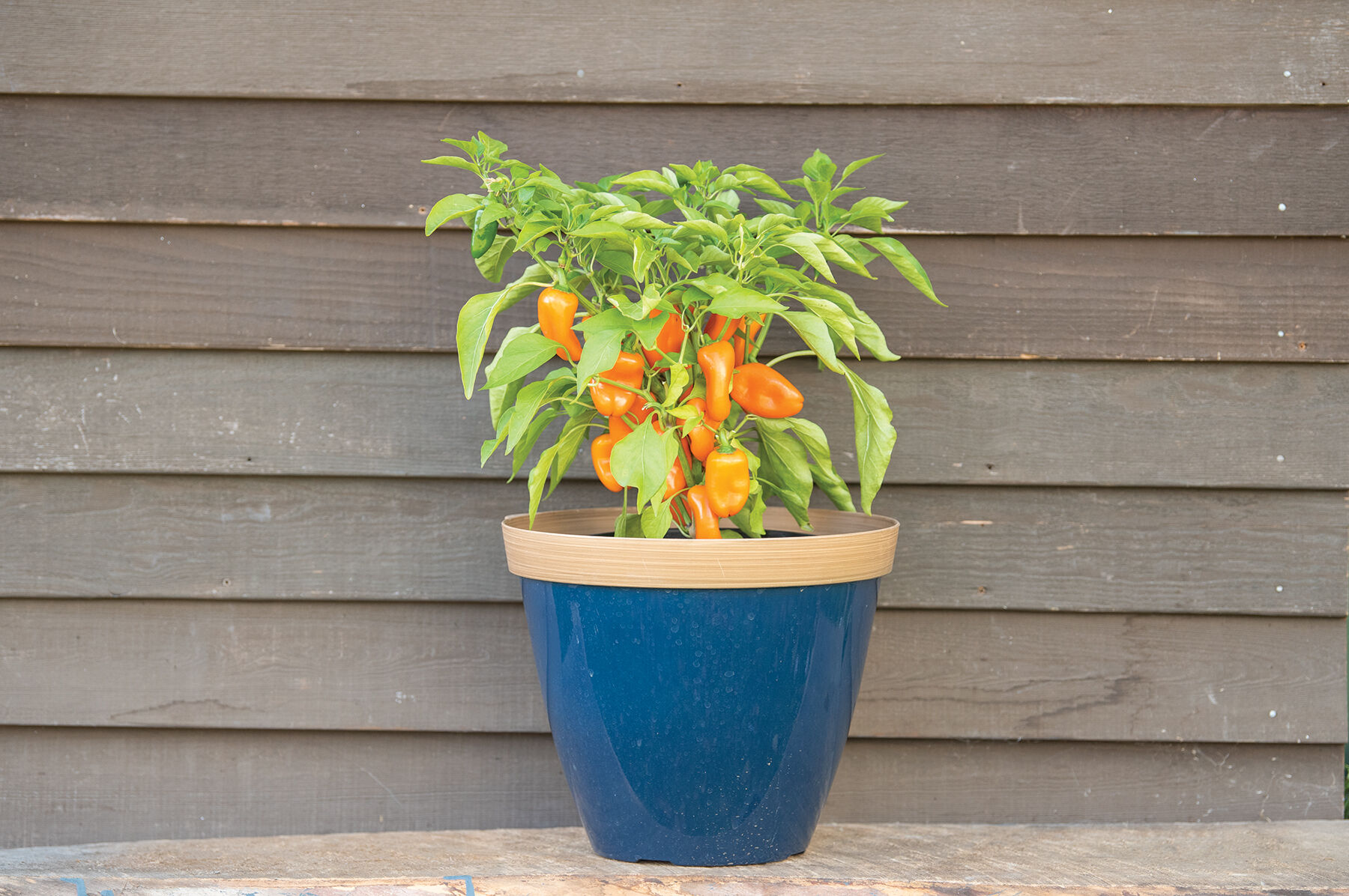 Lunchbox Orange Sweet Peppers