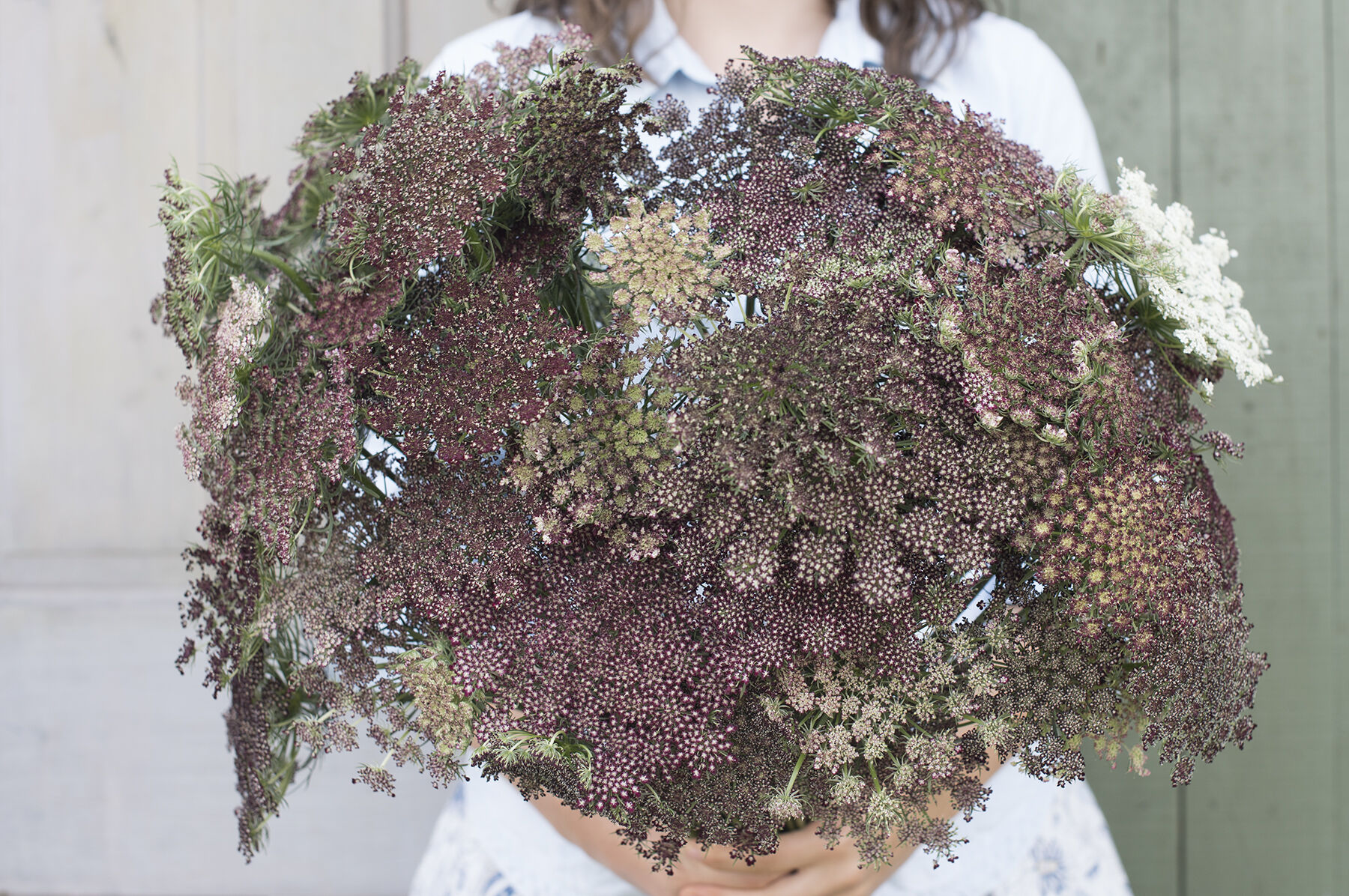 Dara Daucus (Queen Anne's Lace)