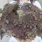Dara Daucus (Queen Anne's Lace)