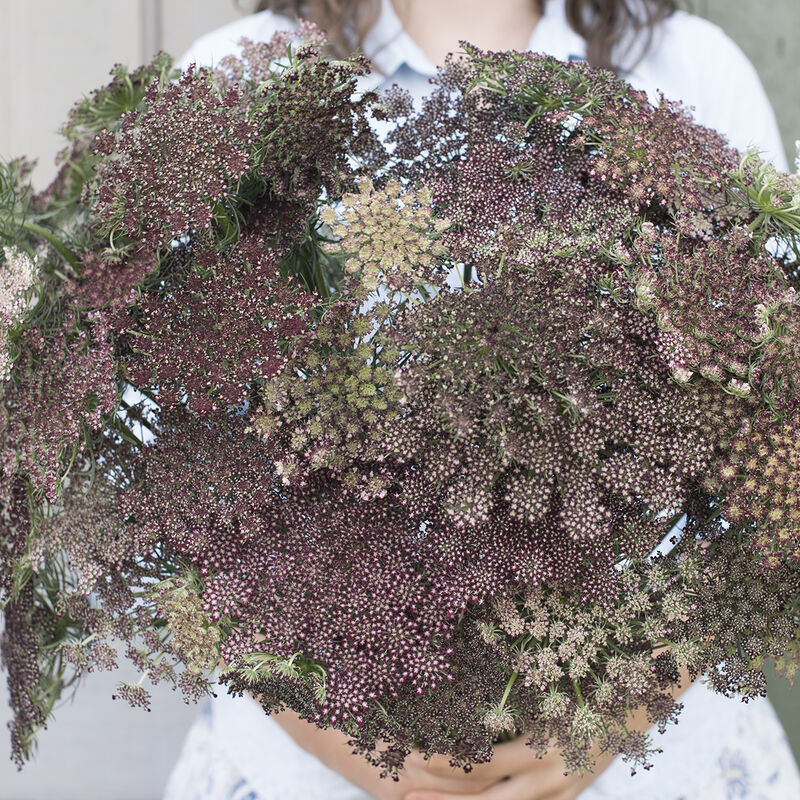Dara Daucus (Queen Anne's Lace)