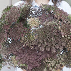 Dara Dara Daucus (Queen Anne's Lace)