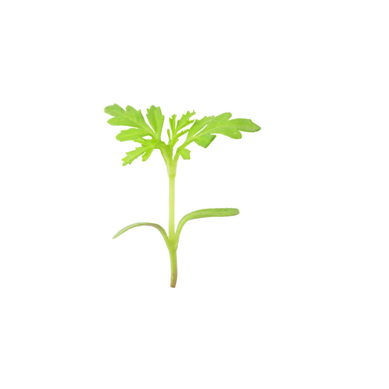 Marigold, Gem Microgreen Flowers