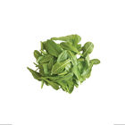 Catalogna Special Catalogna Special Italian Dandelion