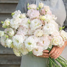 Voyage 2 First Love Voyage 2 First Love Lisianthus