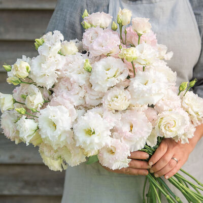 Voyage 2 First Love Voyage 2 First Love Lisianthus