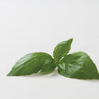 Aroma 2 Genovese Basil