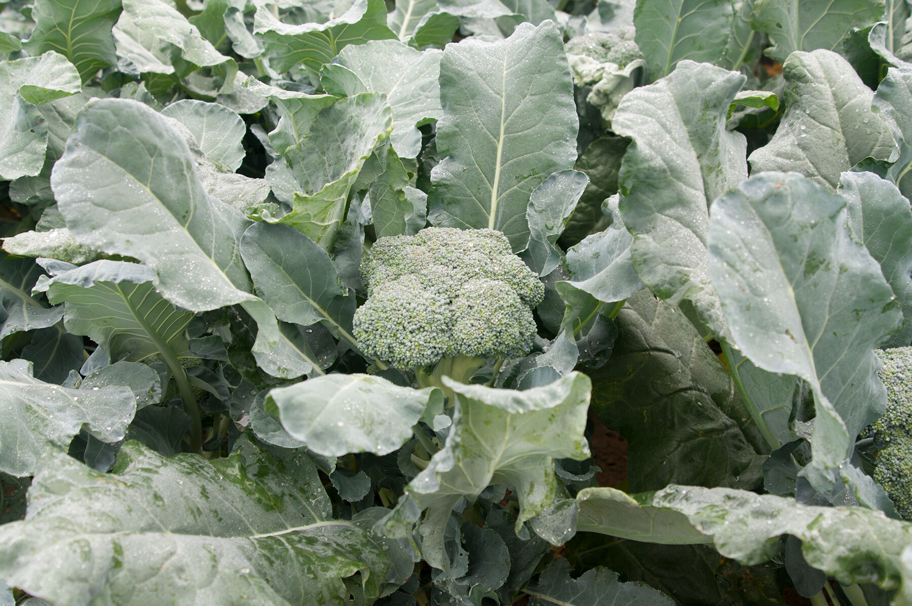 Broccoli Seeds - Organic Varieties | Johnny's Selected Seeds