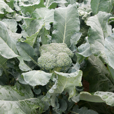 Amadeus Standard Broccoli