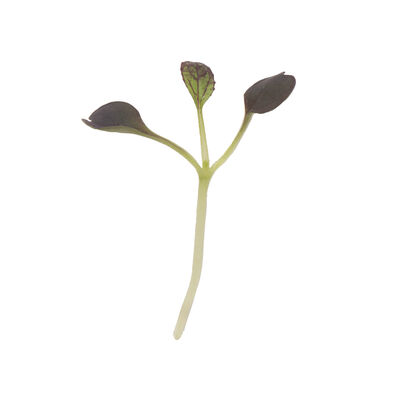 Pac Choi, Red Pac Microgreen Vegetables