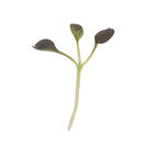 Pac Choi, Red Pac Microgreen Vegetables