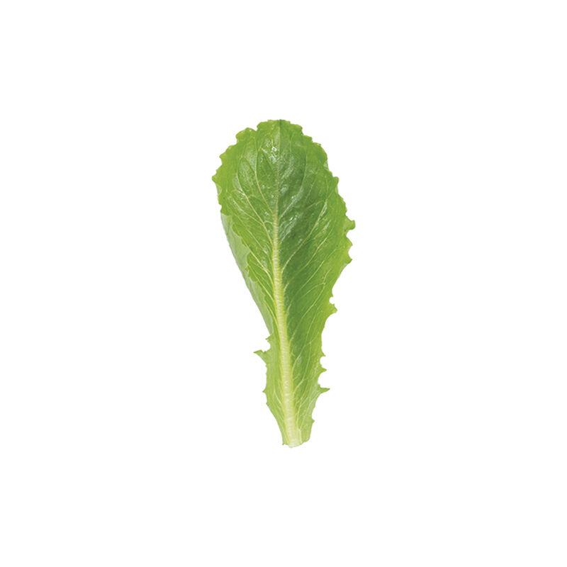 Carlsbad Romaine Lettuce (Cos)