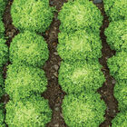 Salanova® Green Incised Salanova® Lettuce