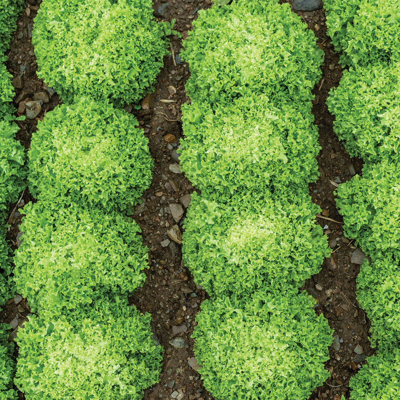Salanova® Green Incised Salanova® Lettuce