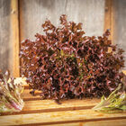 Ezflor One-Cut Lettuce