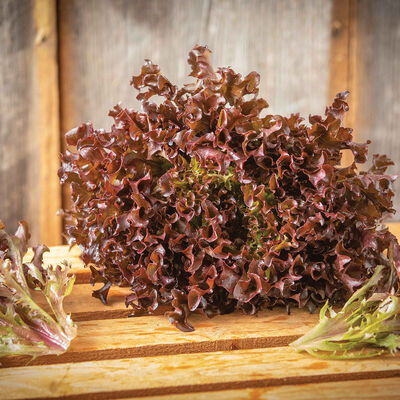 Ezflor One-Cut Lettuce