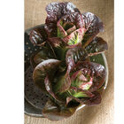 Breen Breen Romaine Lettuce (Cos)