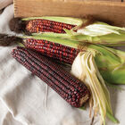 Bloody Butcher Dry Corn