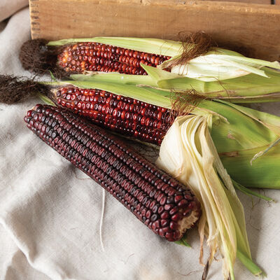 Bloody Butcher Dry Corn