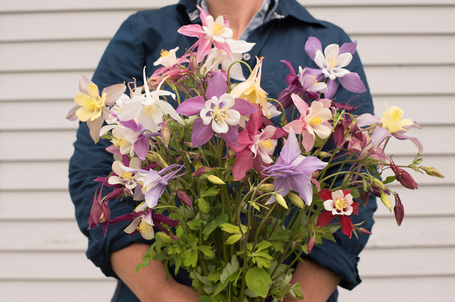 McKana Giants Mix Columbine