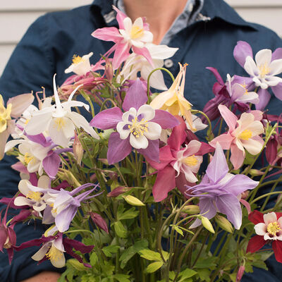 McKana Giants Mix Columbine