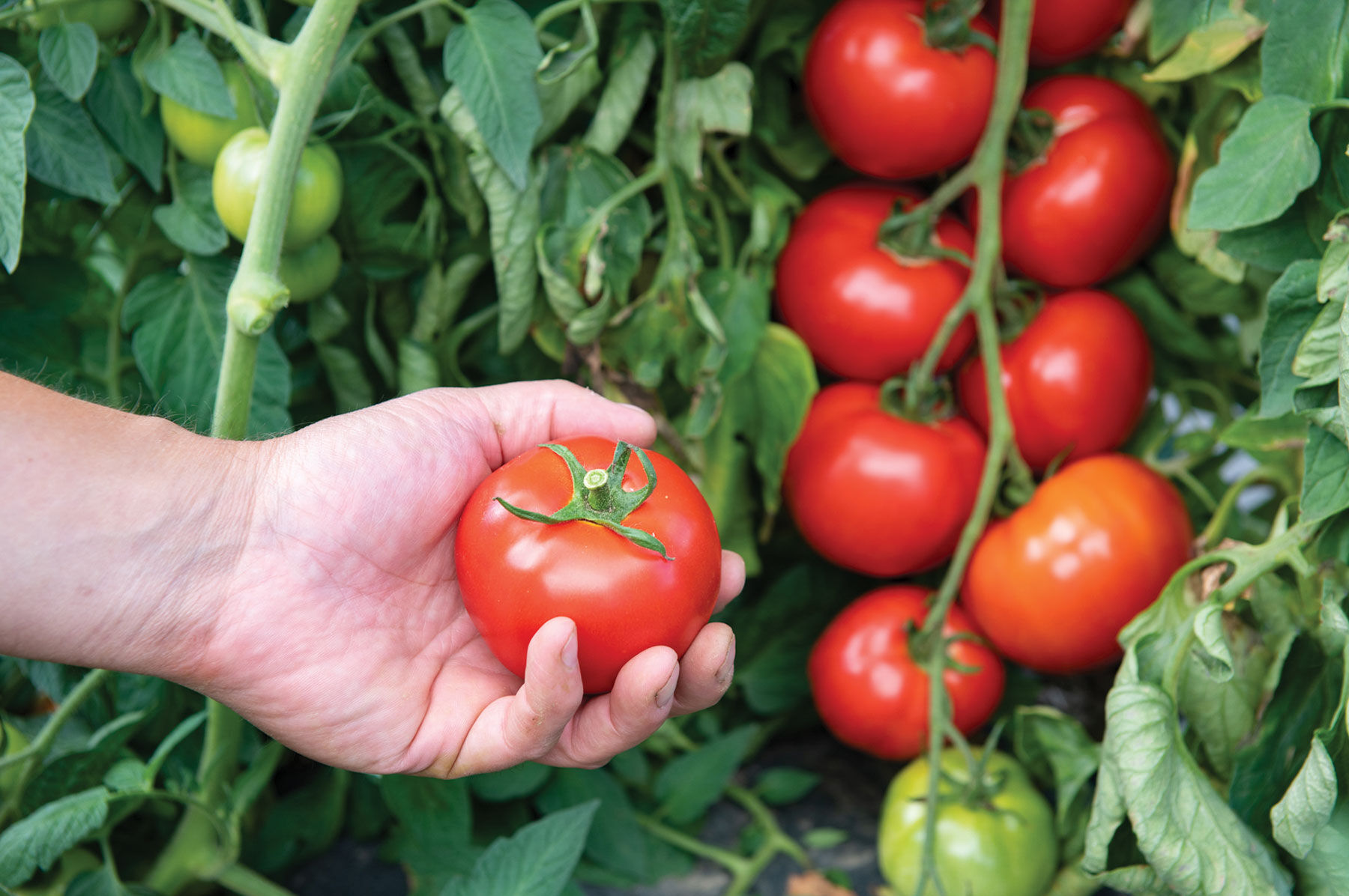 FUJI×TOMATO ピスト 初期