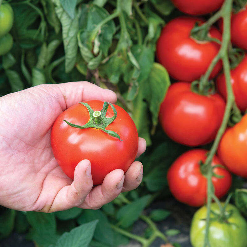 Estiva Estiva Slicing Tomatoes
