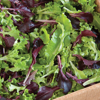 Five Star Greenhouse Lettuce Mix Lettuce Mixes