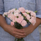 Chabaud La France Dianthus (Sweet William)