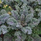 Rubybor Curly Kale