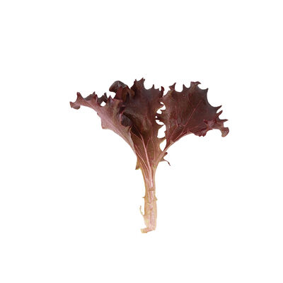 Catalina (3SX3104) Oakleaf Lettuce