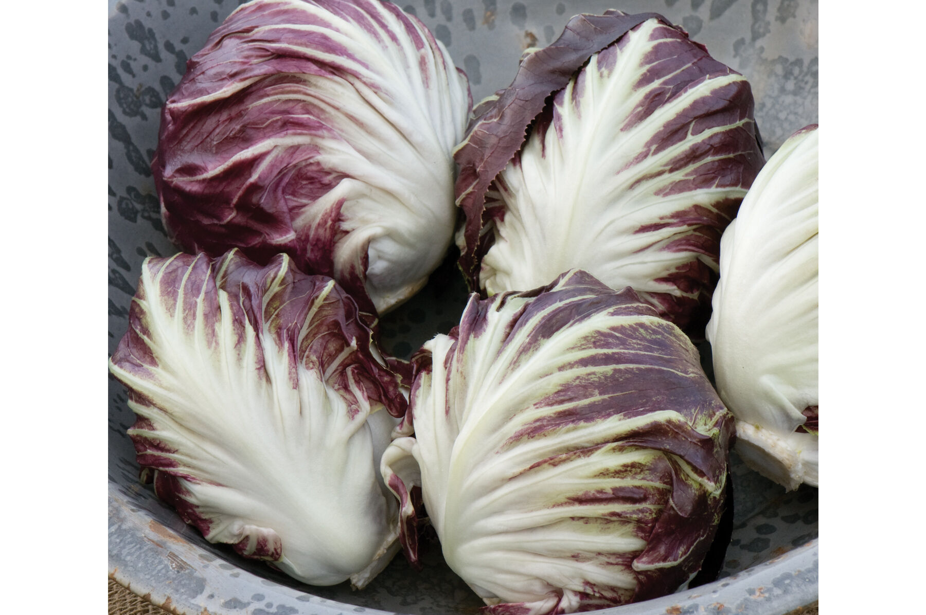 Radicchio Seeds - Organic Varieties | Johnny's Selected Seeds