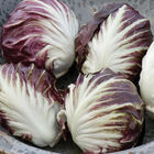 Leonardo Radicchio